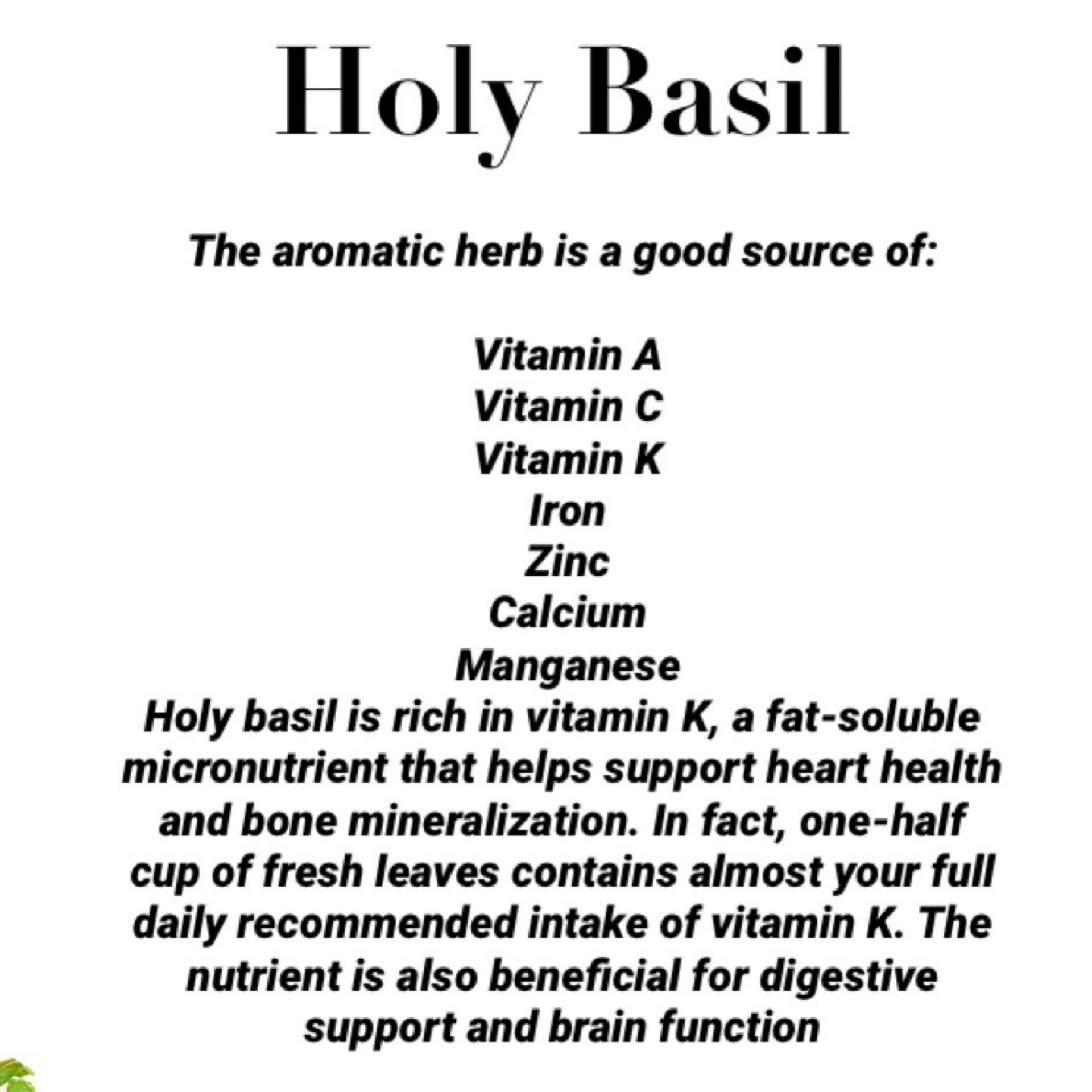 Holy Basil